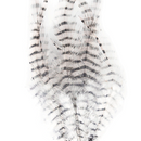 Barred Saddle Hackle