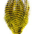 Barred Saddle Hackle