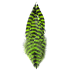 Chartreuse/Black