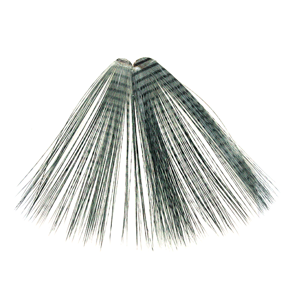 Micro-Barred Fibbetts