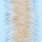 coyote