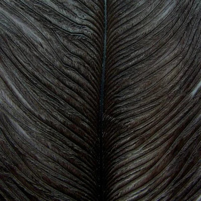 Ostrich Herl