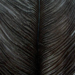 Ostrich Herl