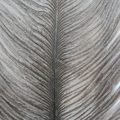 Ostrich Herl