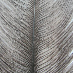 Ostrich Herl