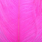 Fl Pink