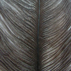 Ostrich Herl