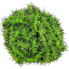 Chartreuse