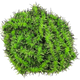 The Hairy Caterpillar