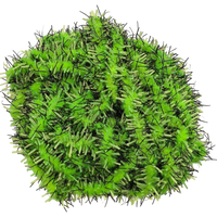 The Hairy Caterpillar