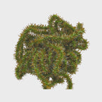 Medium Olive