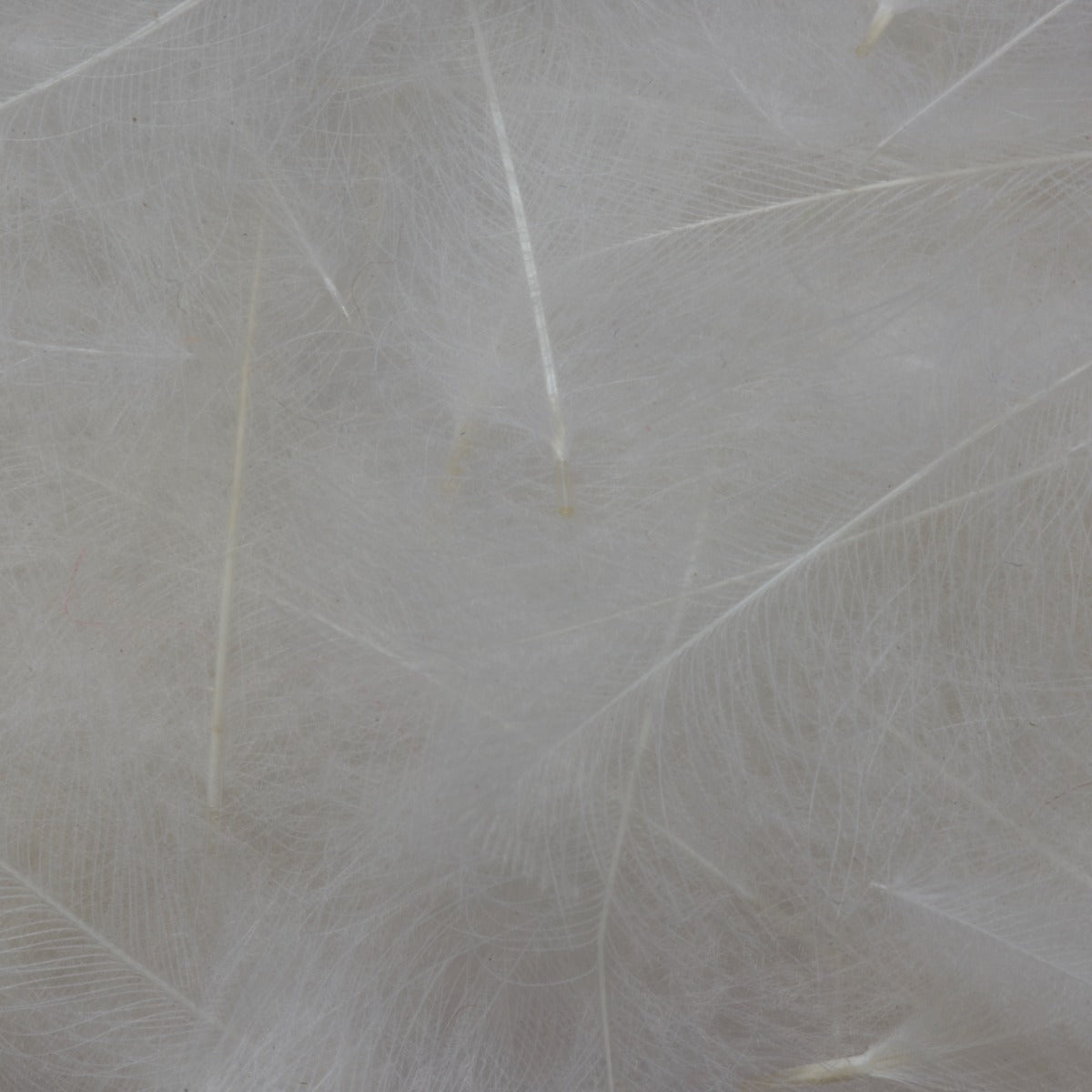 100Packs】CDC Feather Dun 50 plumes CDCフェザ― フライ