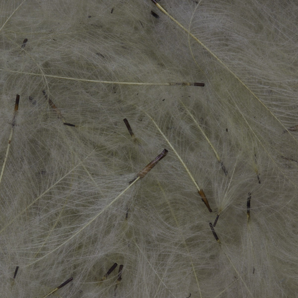 CDC Feathers | Hackle Feathers | Fulling Mill | J Stockard