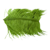 Ostrich Herl