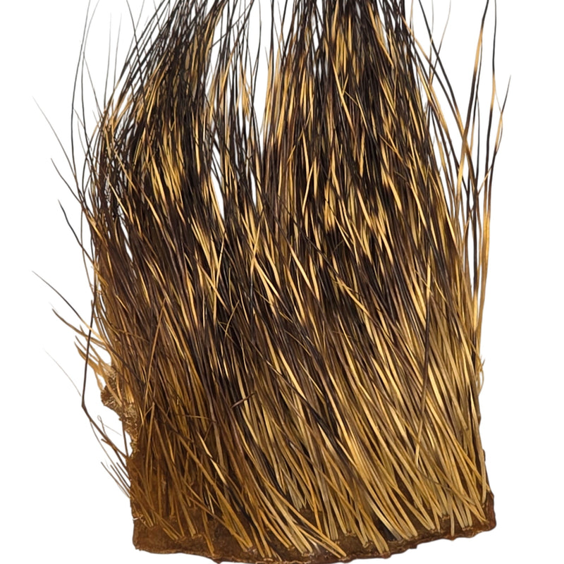 Peccary