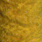 Fl Orange Tobiko