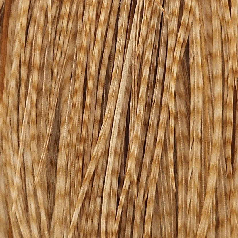 BarredMediumGinger_083111