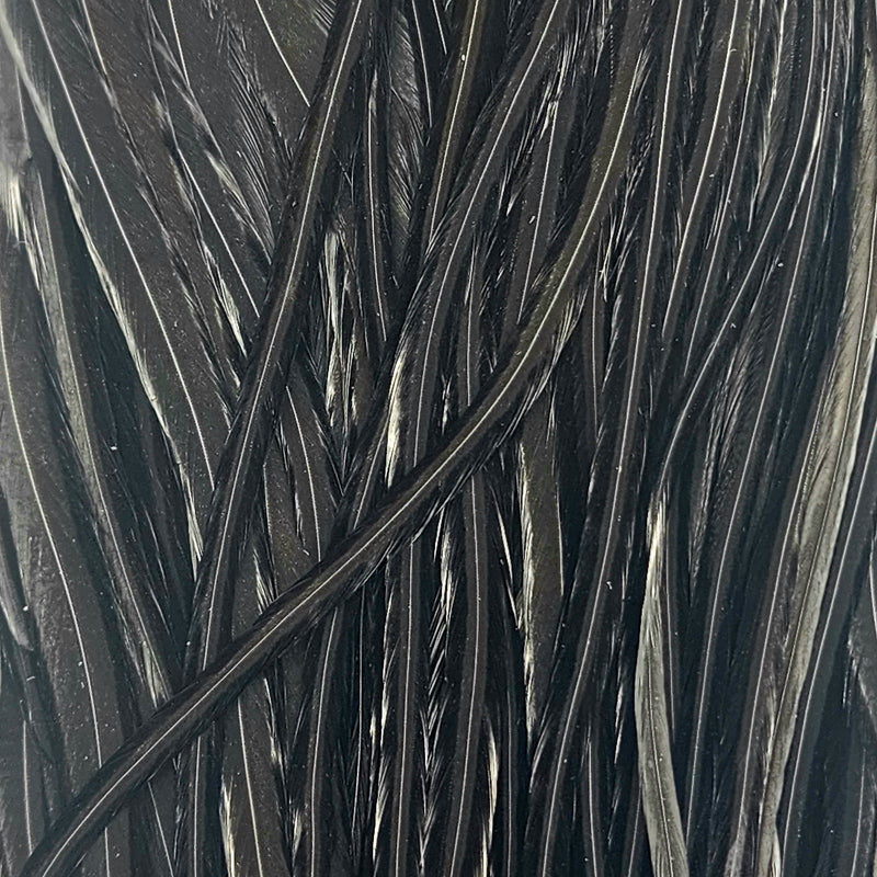 Black1_124503