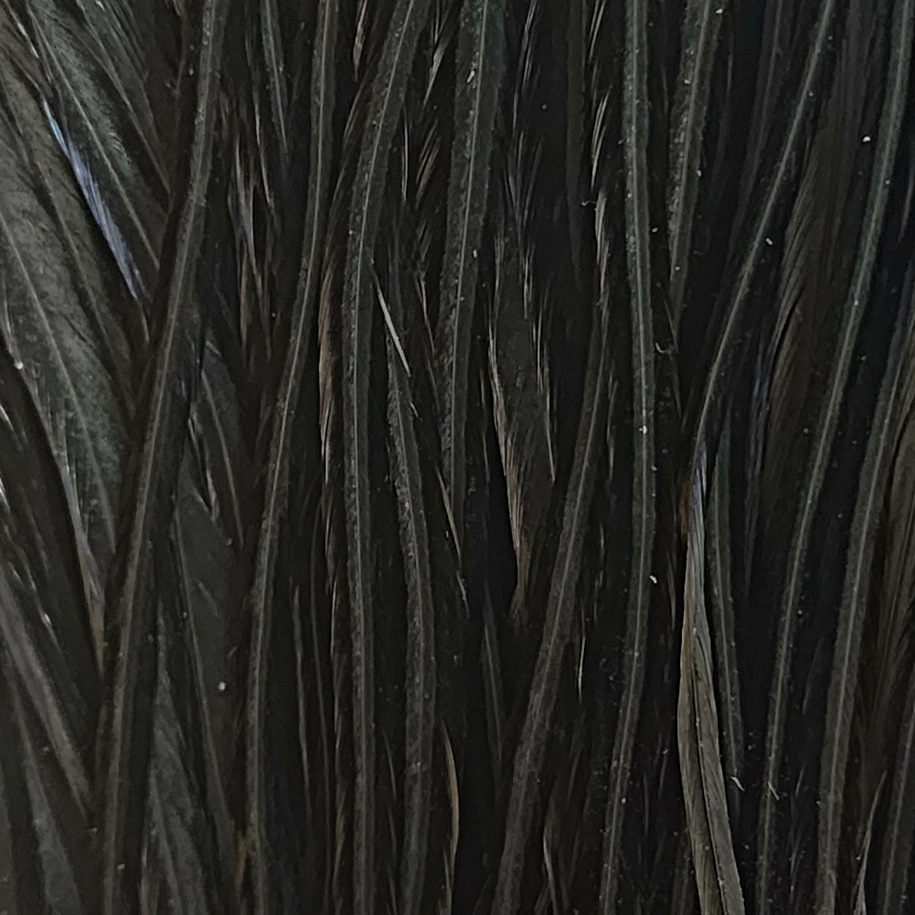 Whiting Farms | Bugger Pack – Premium Palmering Hackle – J