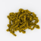 Medium Olive