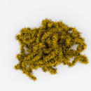 The Hairy Caterpillar