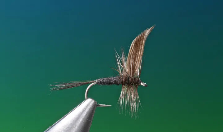 Black Gnat