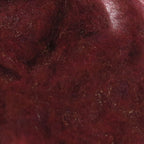 Isonychia