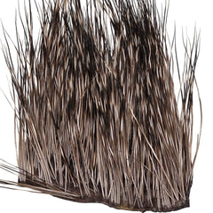 Peccary