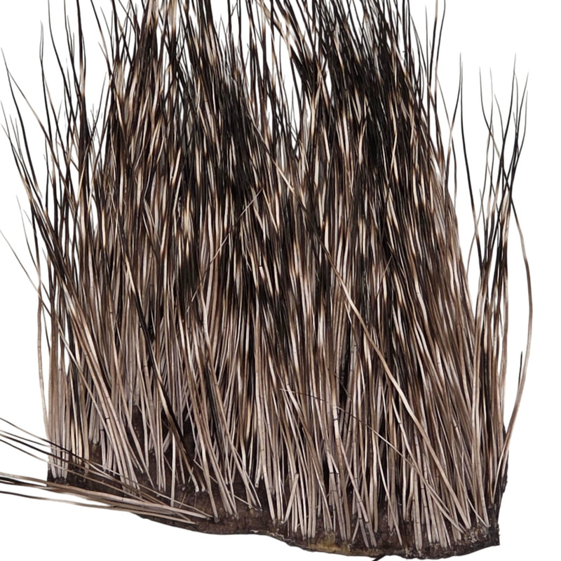 Peccary
