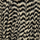 Grizzly_114941_b77dce03-1088-4001-bd84-34a2e710902