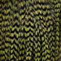 Grizzlyolive_115435_20a80573-b3c2-4b07-857d-c155c7