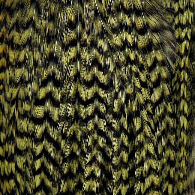Grizzlyolive_115435_20a80573-b3c2-4b07-857d-c155c7