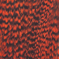 Grizzlyorange_115309