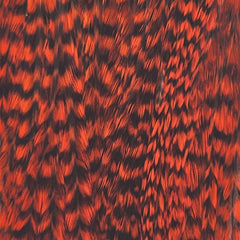 Grizzlyorange_115309