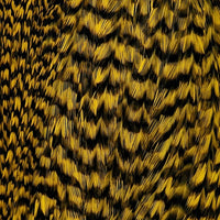 Grizzlyyellow_115600