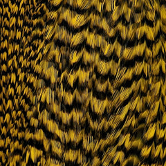 Grizzlyyellow_115600