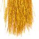 HSFM069GLD