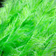 Two Tone Straggle Hackle