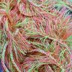 Watermelon (Yellow/Green)