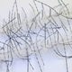 LLCB05-LLCrustaceanBrush-silvergreyandblacksilverb