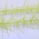 LLCB06-LLCrustaceanBrush-wildolive_tan