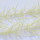 LLCB08-LLCrustaceanBrush-shrimp_tan