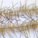 LLCB10-LLCrustaceanBrush-camo_browngoldbar