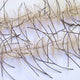 LLCB15-LLCrustaceanBrush-mulletbrown_brown