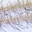 LLCB15-LLCrustaceanBrush-mulletbrown_brown