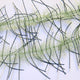 LLCB16-LLCrustaceanBrush-olive_oliveblackbar