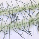 LLCB16-LLCrustaceanBrush-olive_oliveblackbar