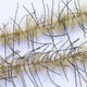 LLCB25-LLCrustaceanBrush-bronzeback_black