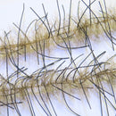 LLCB25-LLCrustaceanBrush-bronzeback_black