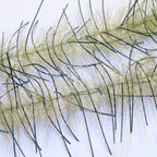 Livebait / olive